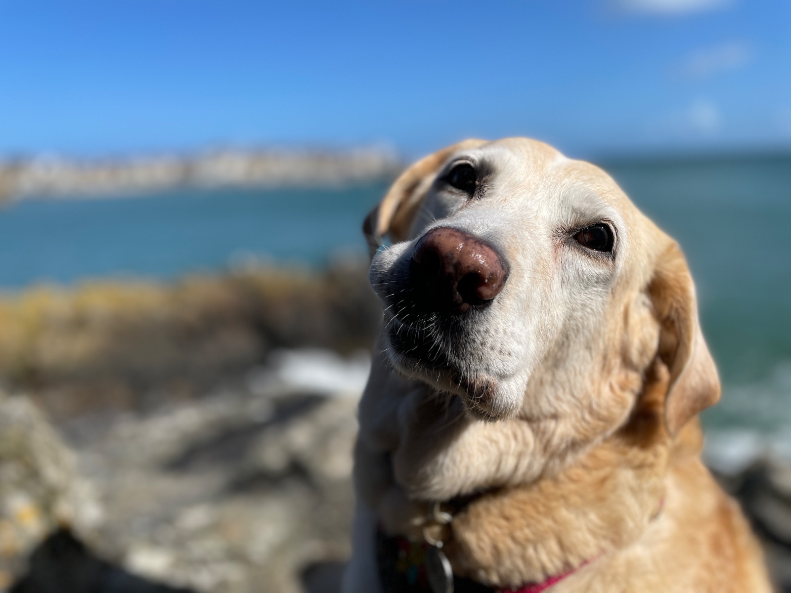 Sara, a 14-year-old Labrador, at the beach
